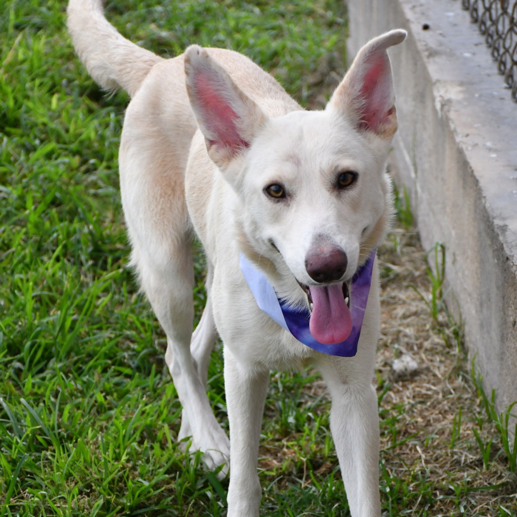 C.W. - Shepherd / German available for adoption