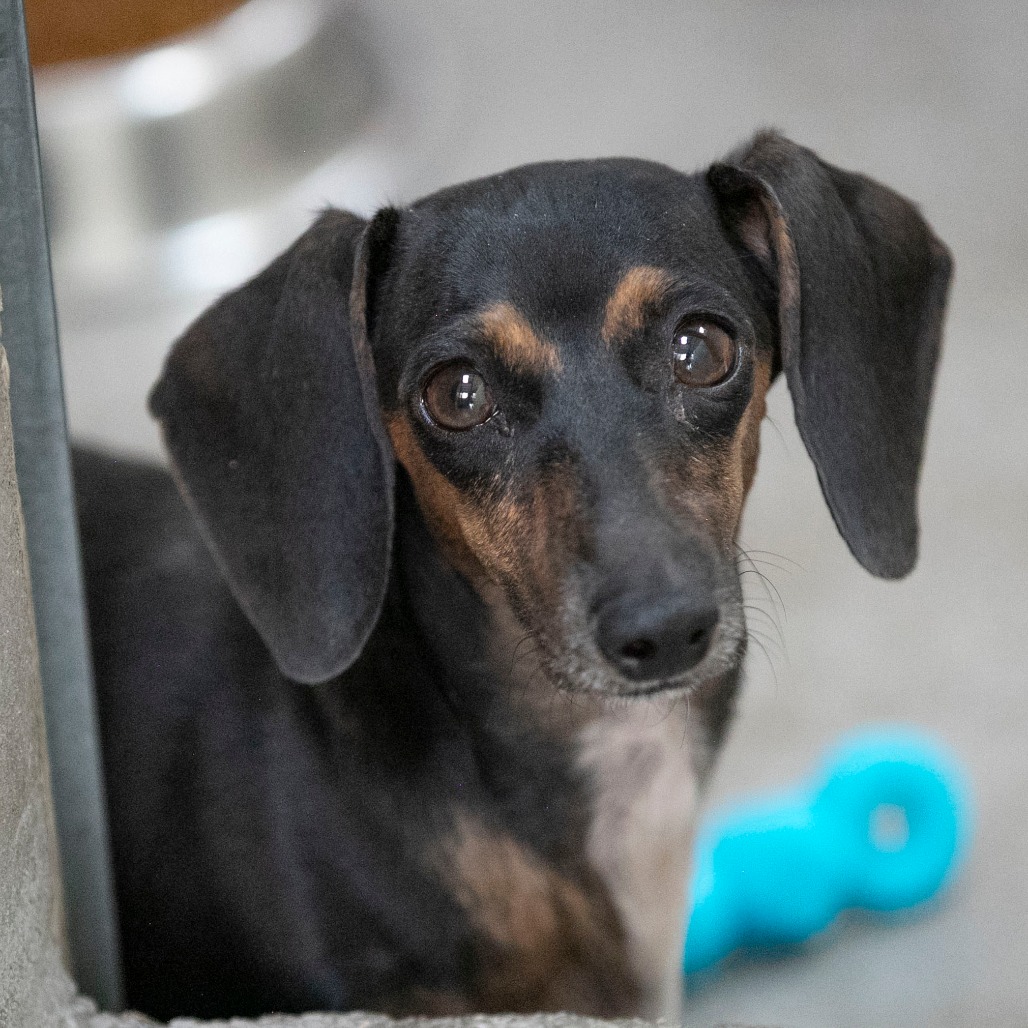 NINA (S26-02) - Dachshund / Miniature Smooth Haired available for adoption