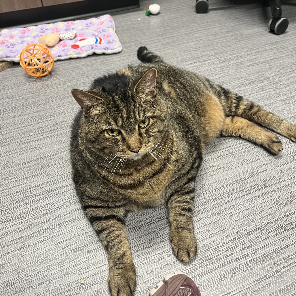 Tiggs