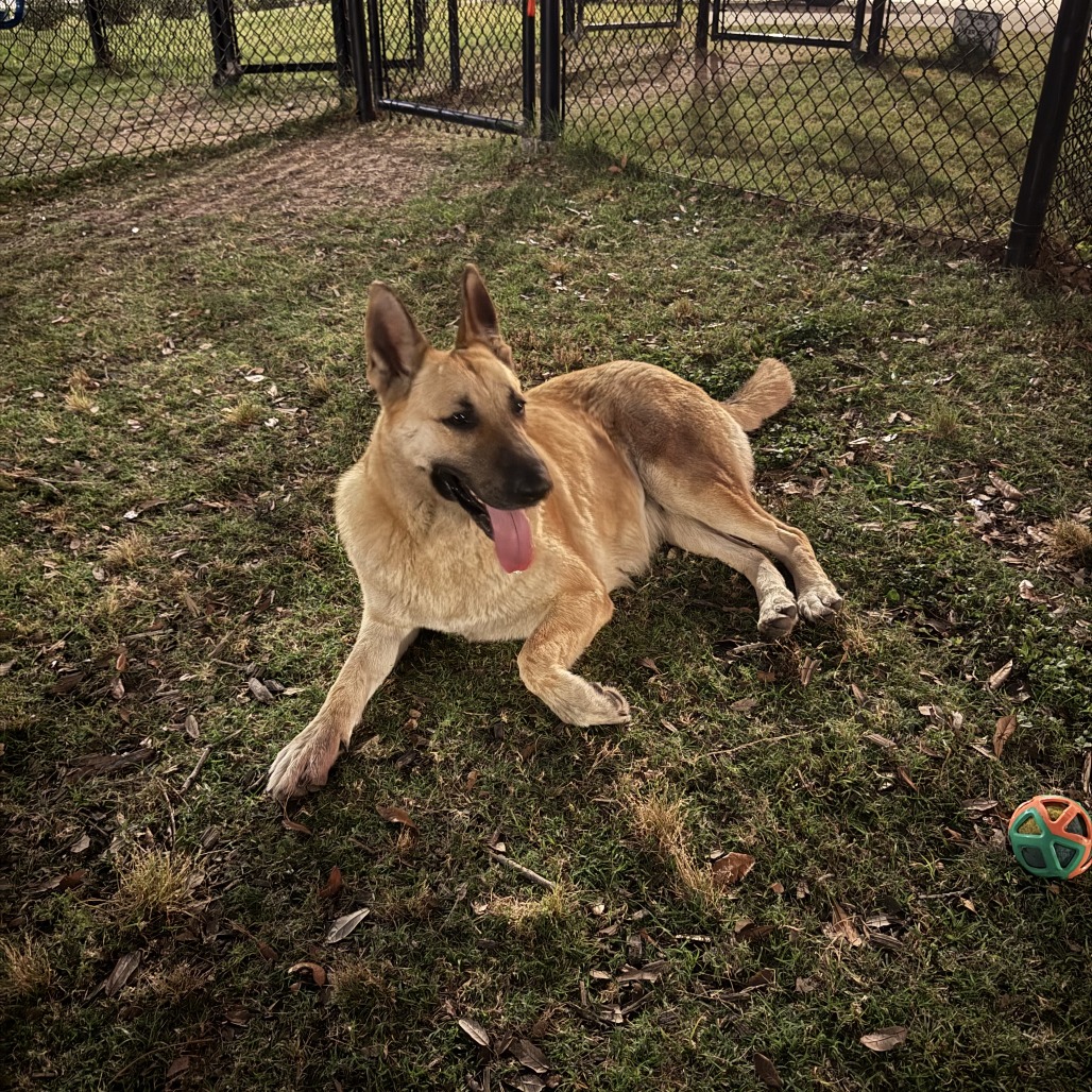 SASHA - Shepherd available for adoption