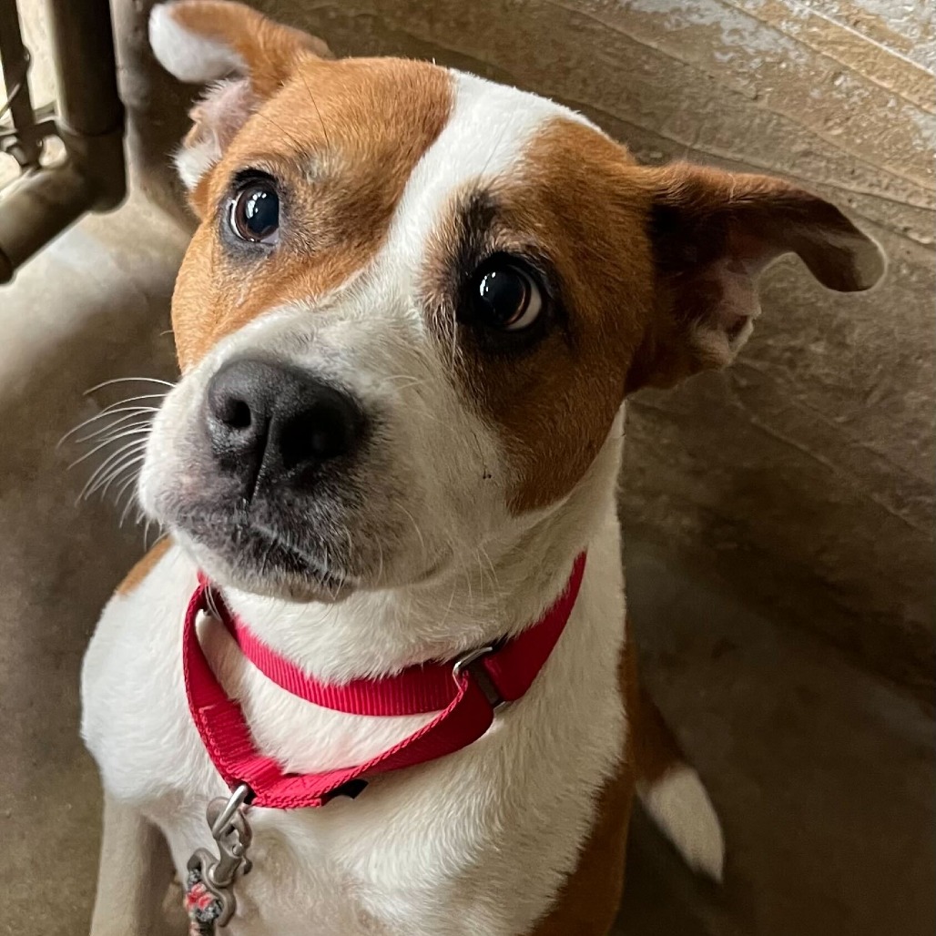 Daisy, additional photo