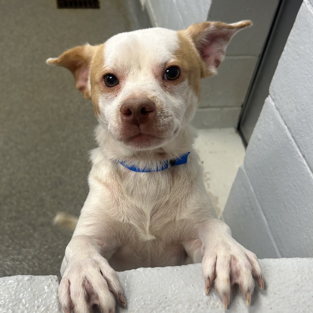 Palomino — thumbnail 2