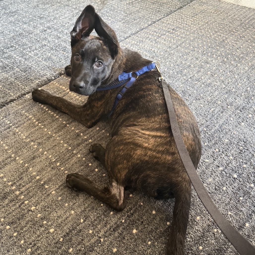 Cherub — thumbnail 4