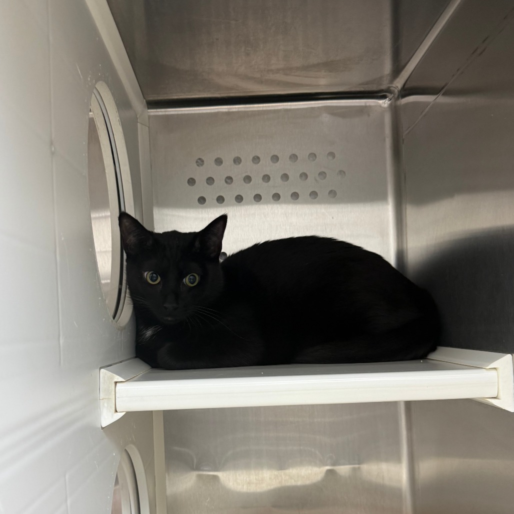 KOVU - Domestic Shorthair available for adoption