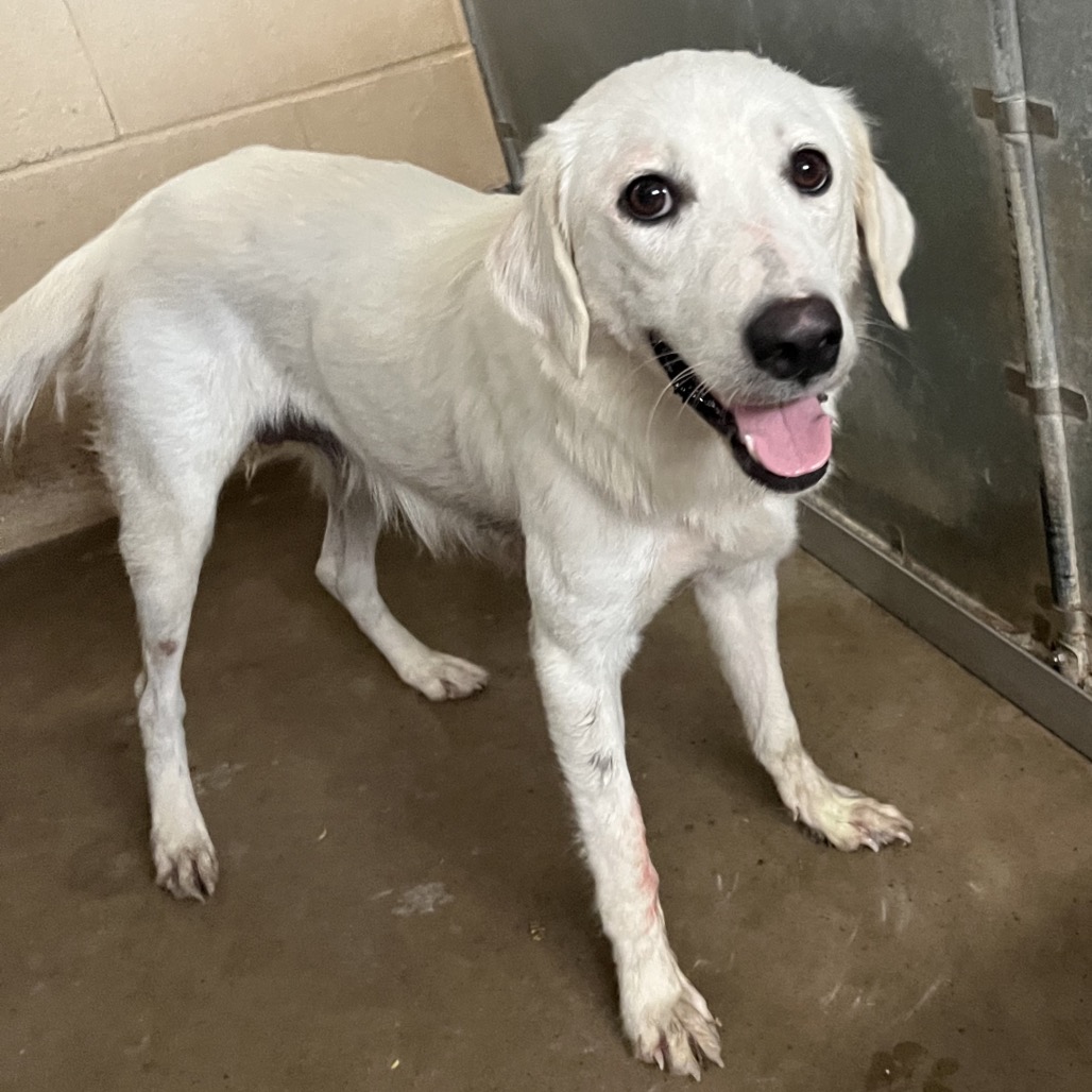 LOLLY - Retriever, Labrador / Mix available for adoption
