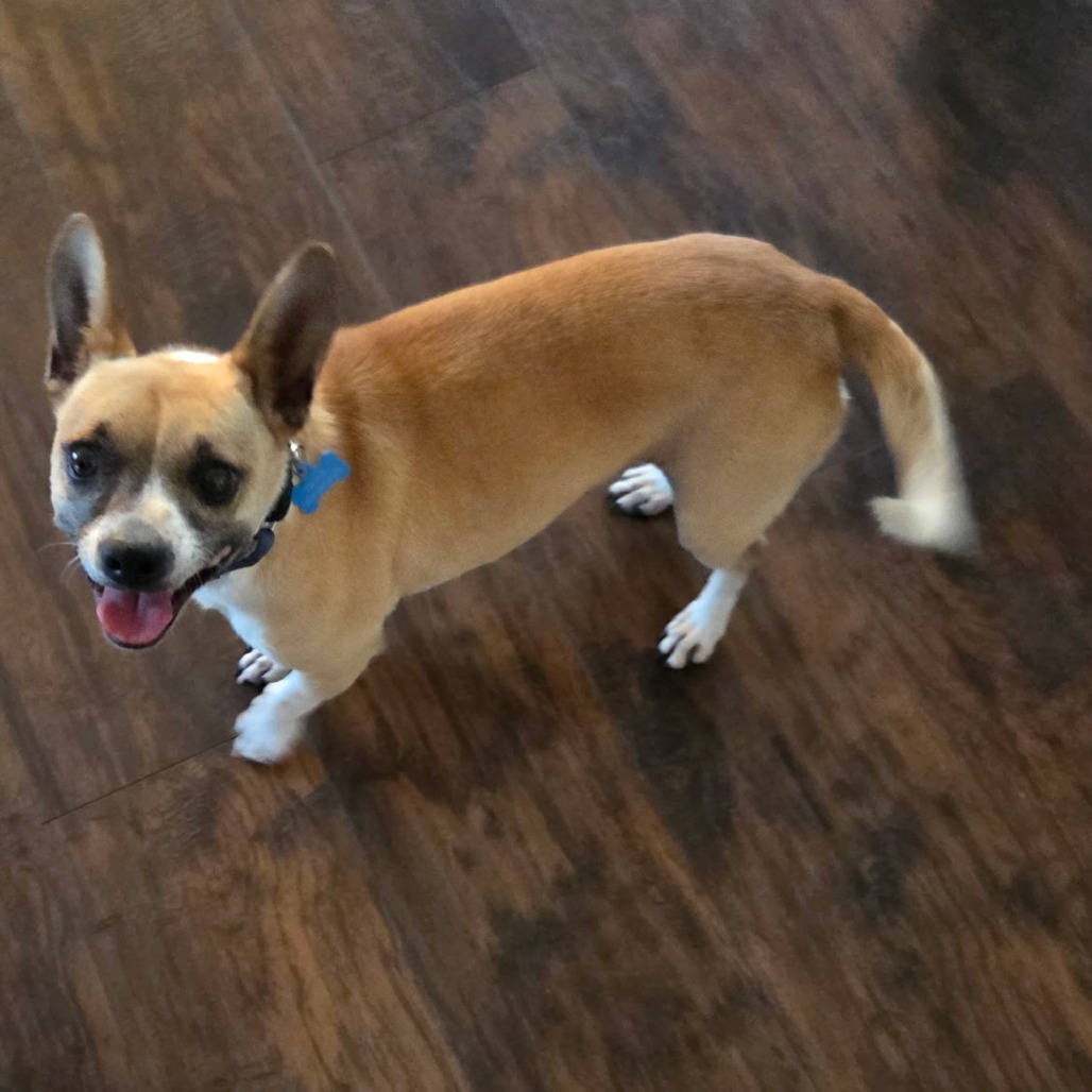 Buddy, photo 4