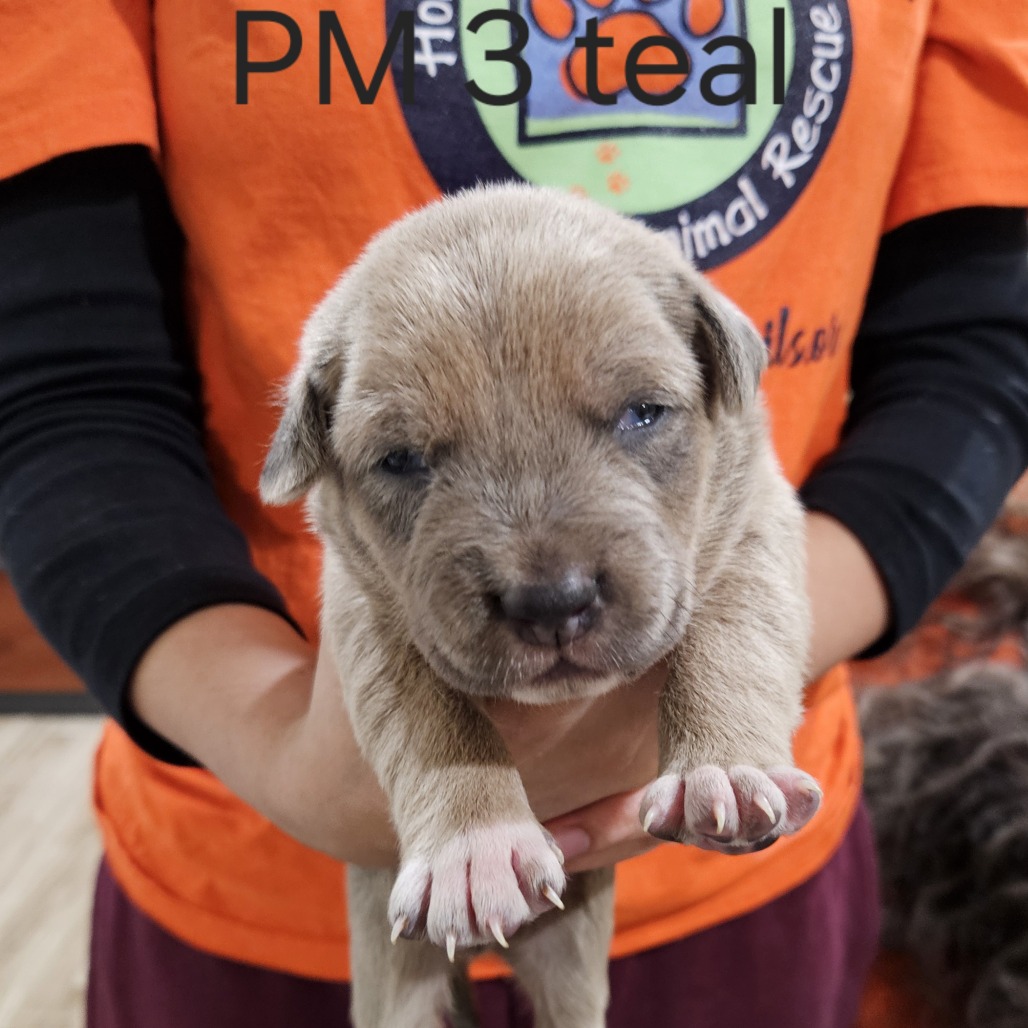 Petra's Pup- Xavier — thumbnail 2