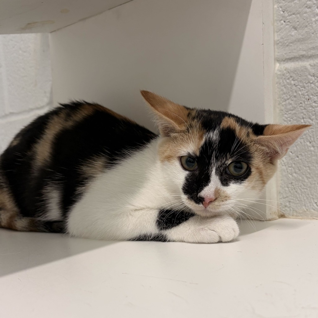 FRIDA - Domestic Shorthair available for adoption