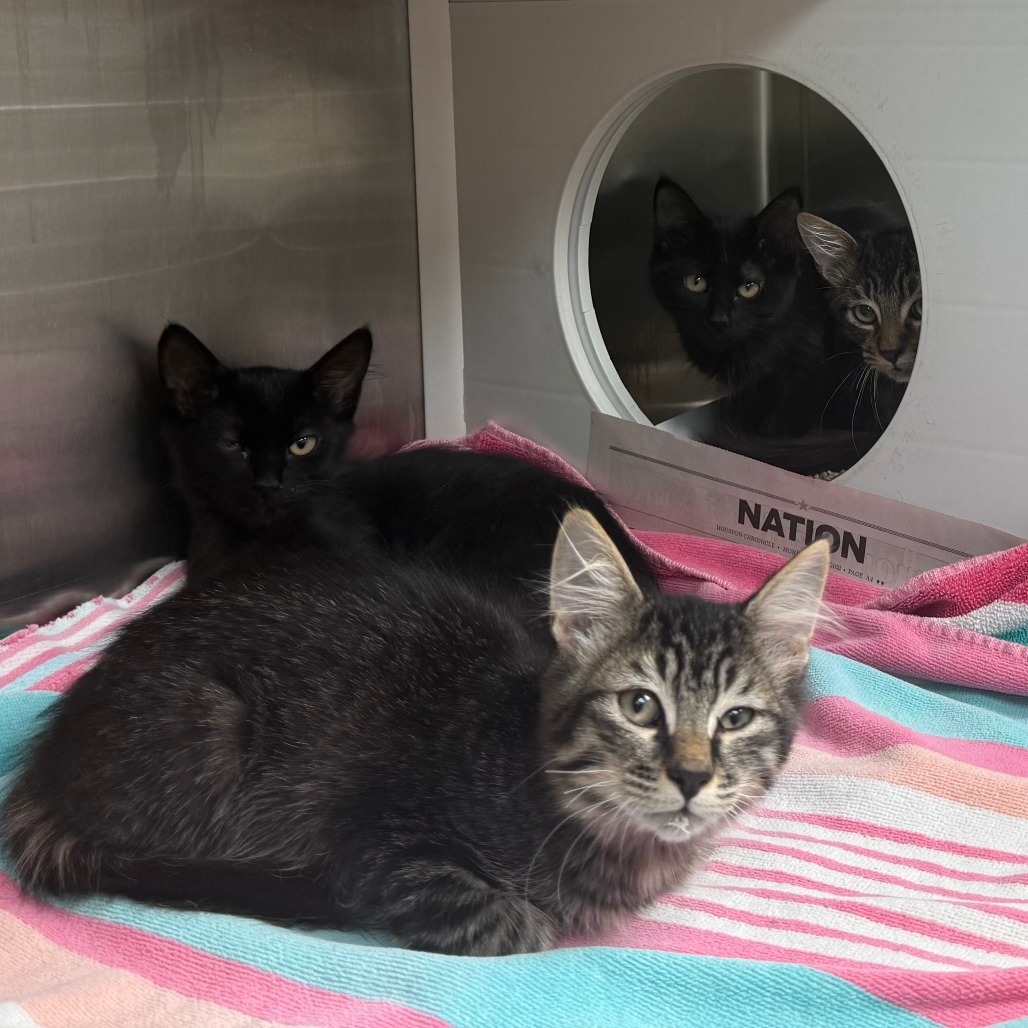 BAGHEERA - Domestic Shorthair available for adoption
