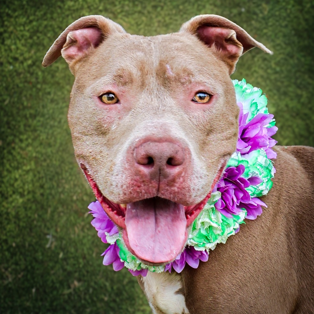 Emma Kate, an adoptable dog at SPCA-BC