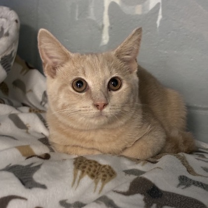 BAY - Domestic Shorthair available for adoption