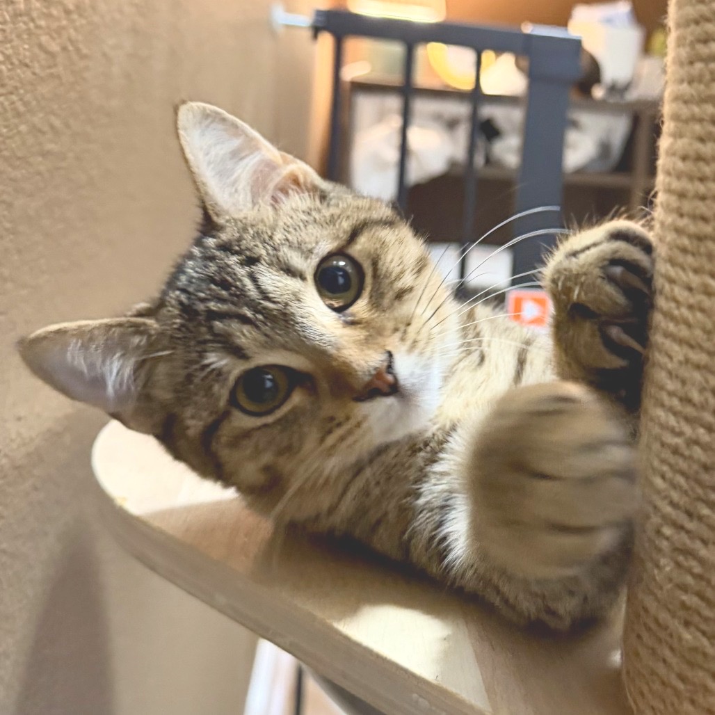 LILY - Domestic Shorthair available for adoption