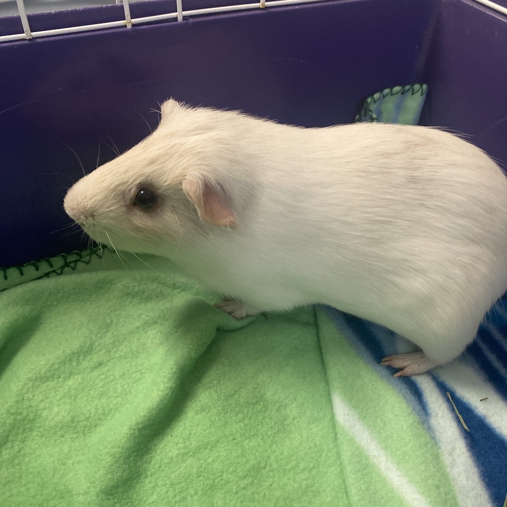 RHYDON - American available for adoption