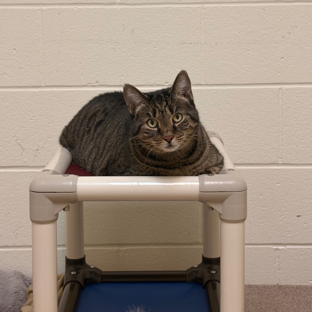 Amelia Bedelia, photo 2