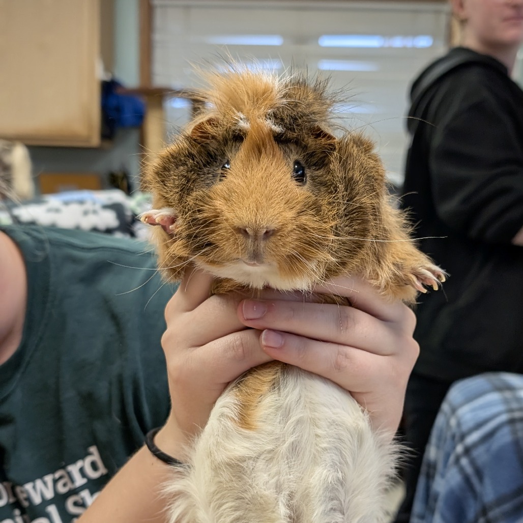 Lord Piggington--In Foster, photo 2