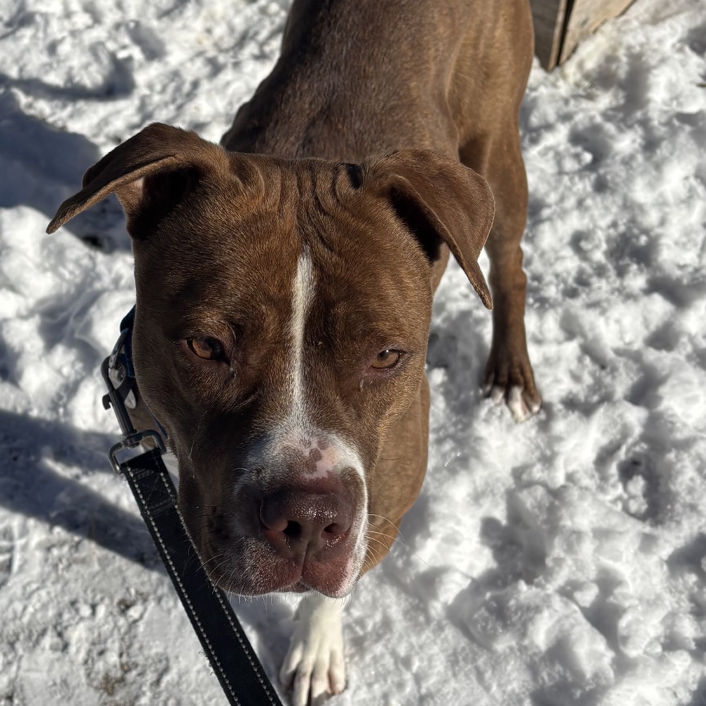 Azalea — thumbnail 3