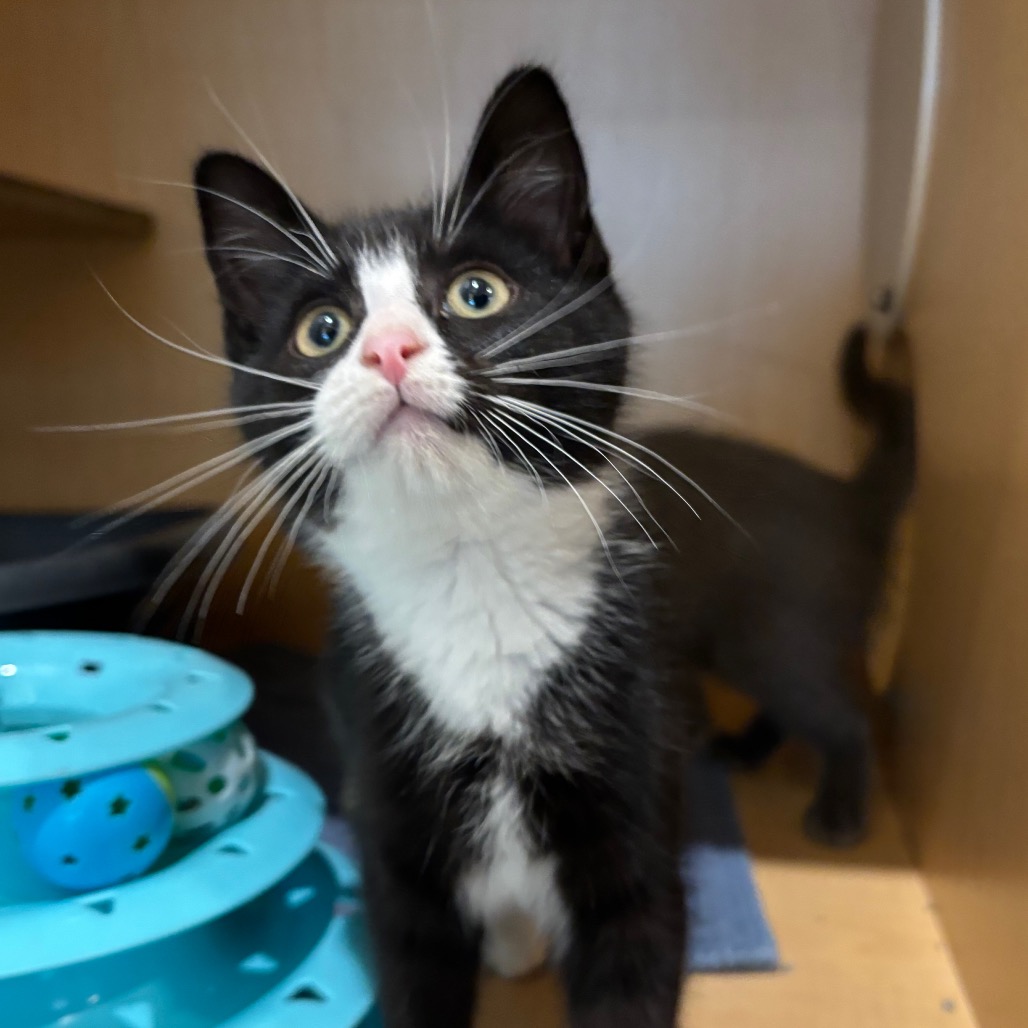 BELL PEPPER - Domestic Shorthair available for adoption