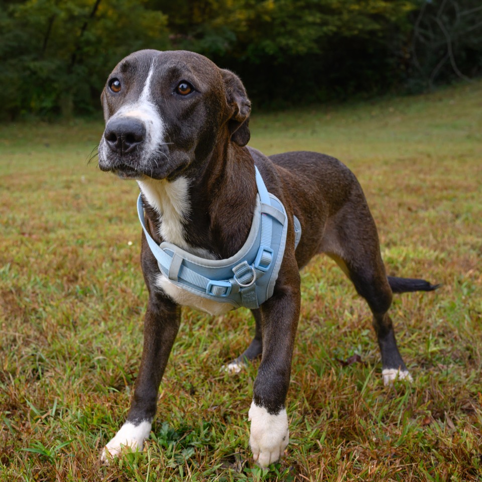 Ruthie, photo 16