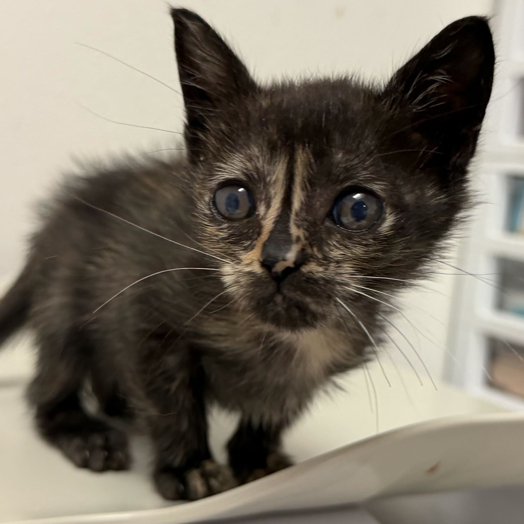 AWESOME SAUCE A3 - Domestic Shorthair available for adoption