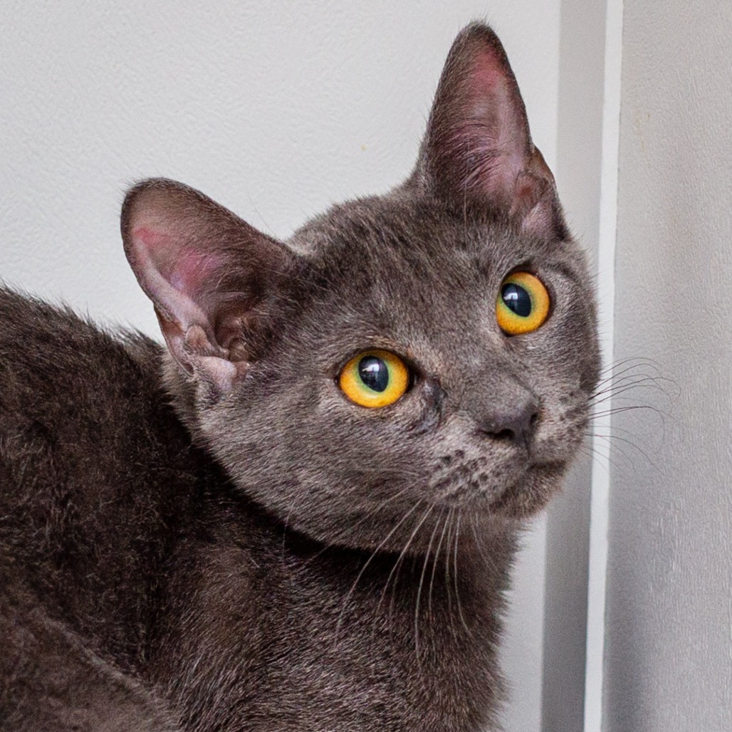 MIRAGE - Domestic Shorthair / Mix for adoption in Hattiesburg