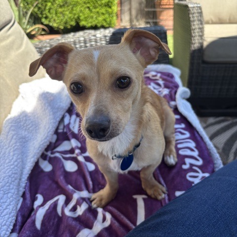 Animal namedDobby