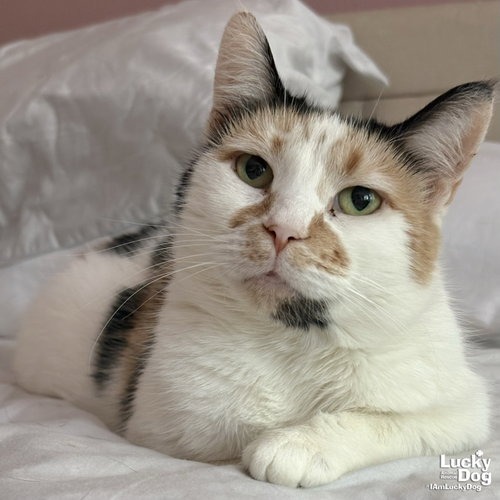 ANDARIEL - Domestic Shorthair for adoption in Alexandria