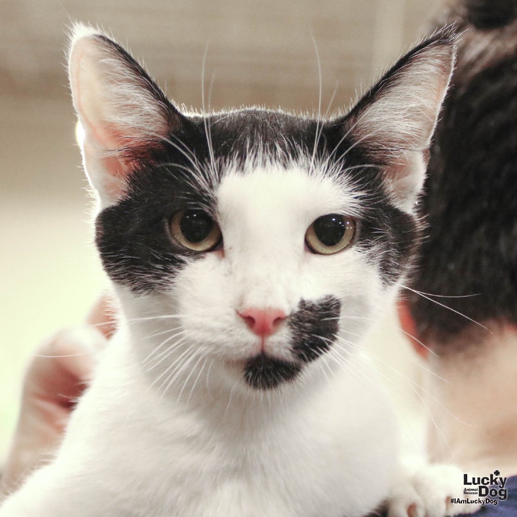 C-REX - Domestic Shorthair available for adoption