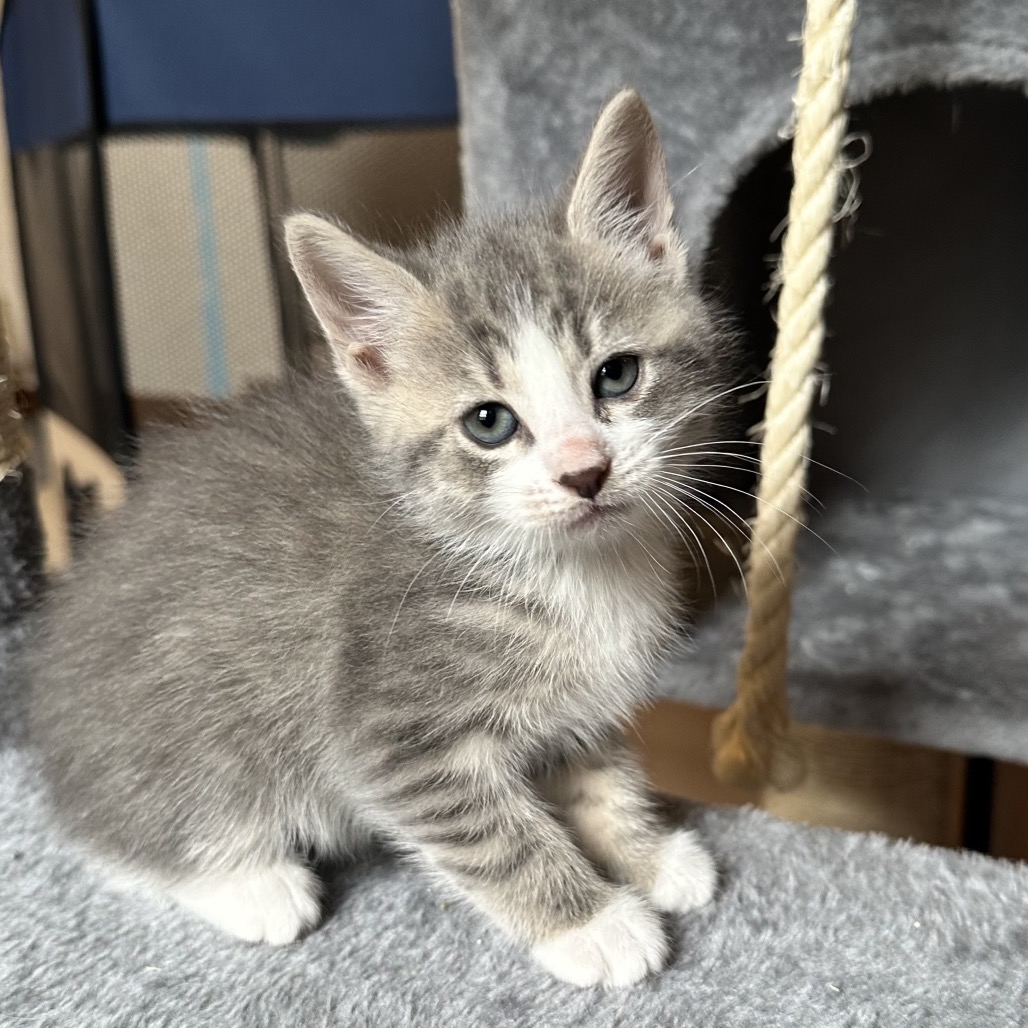 TEXAS TOAST 6 - Domestic Shorthair available for adoption