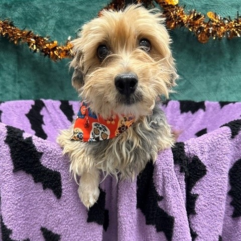 BUTTON - Spaniel, Cocker / Mix available for adoption