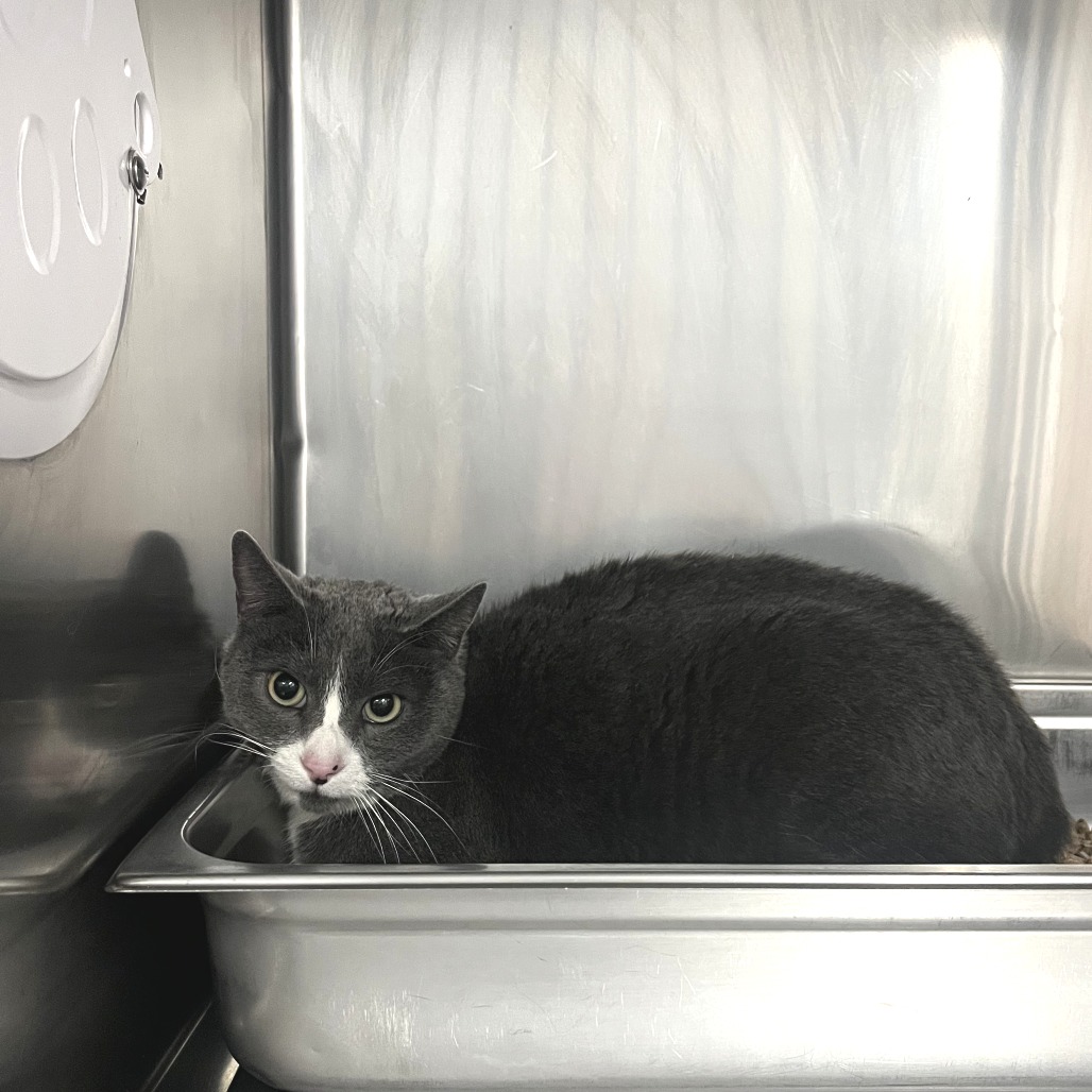 Lucy Lou — thumbnail 3