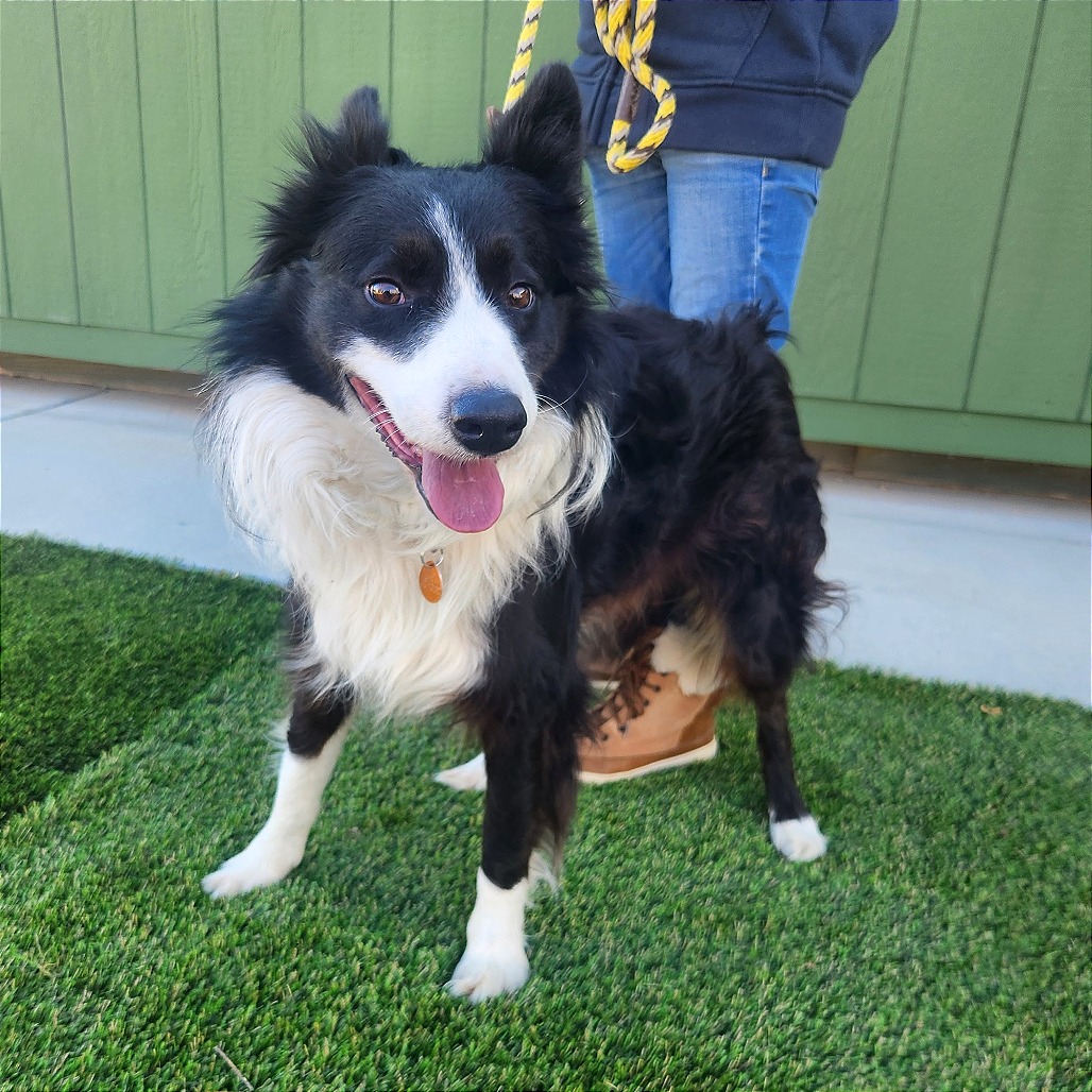 Billy Jack — thumbnail 4