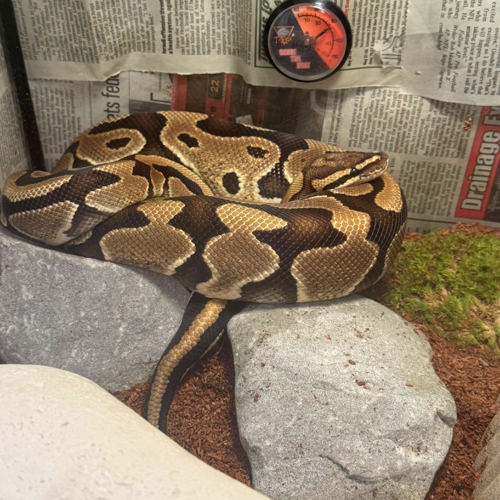 Photo of Tsuchinoko 8