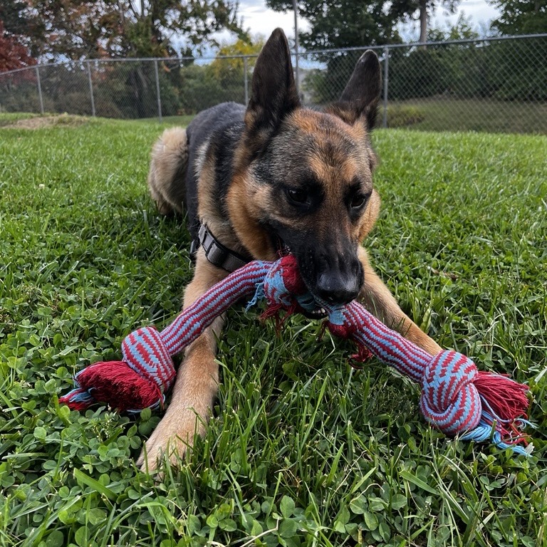 Floki, photo 16