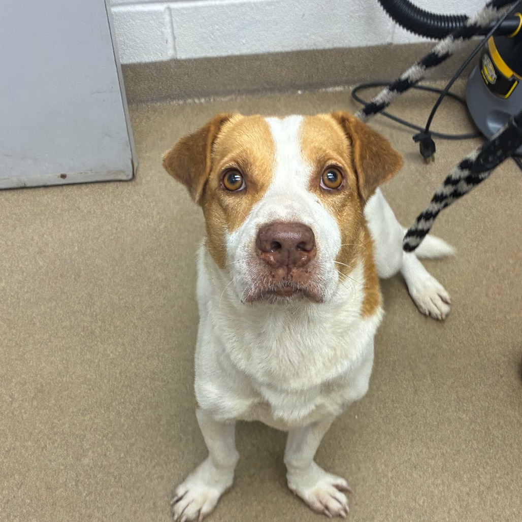 Photo of Slinky, a dog adopted from Gulf Coast Humane Society