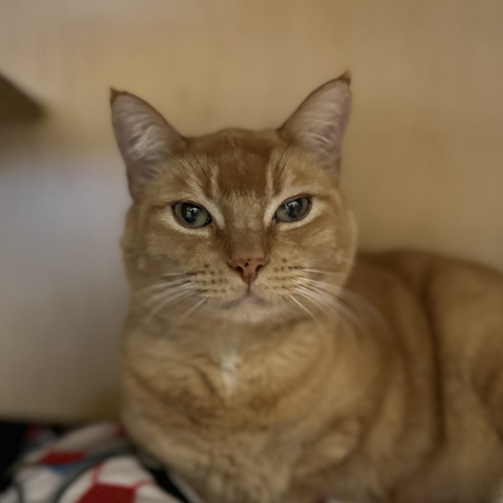 GARFIELD - Domestic Shorthair available for adoption