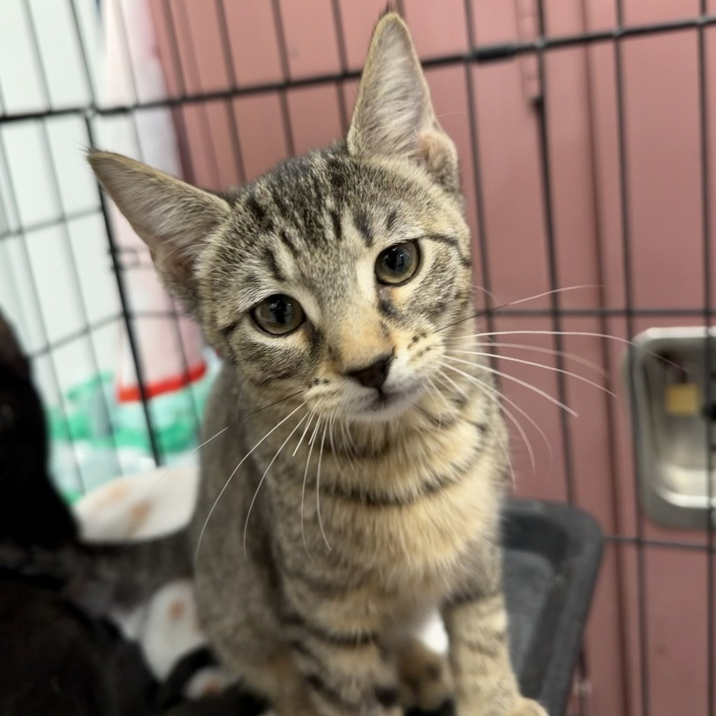 HONEYBUN - Domestic Shorthair available for adoption