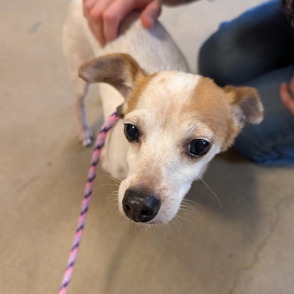 DINGHY - Chihuahua available for adoption