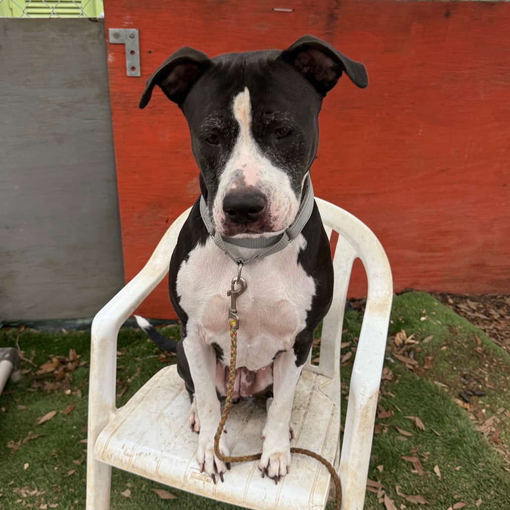 Stella, additional photo