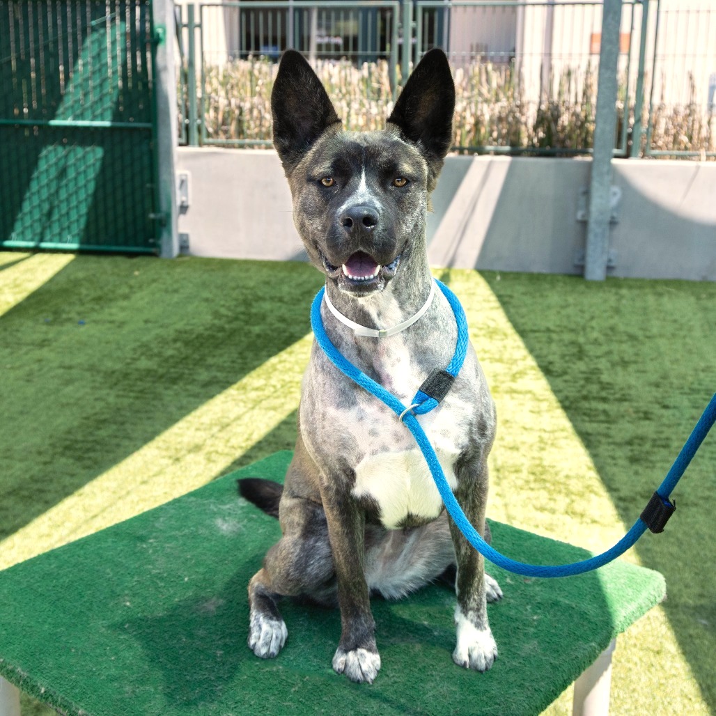 Akita