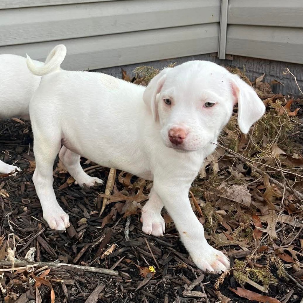Santos is available for adoption at Old Dominion Humane Society