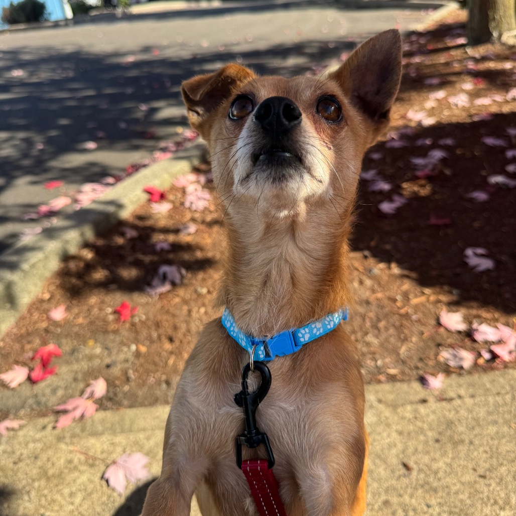 Rusty, photo 7