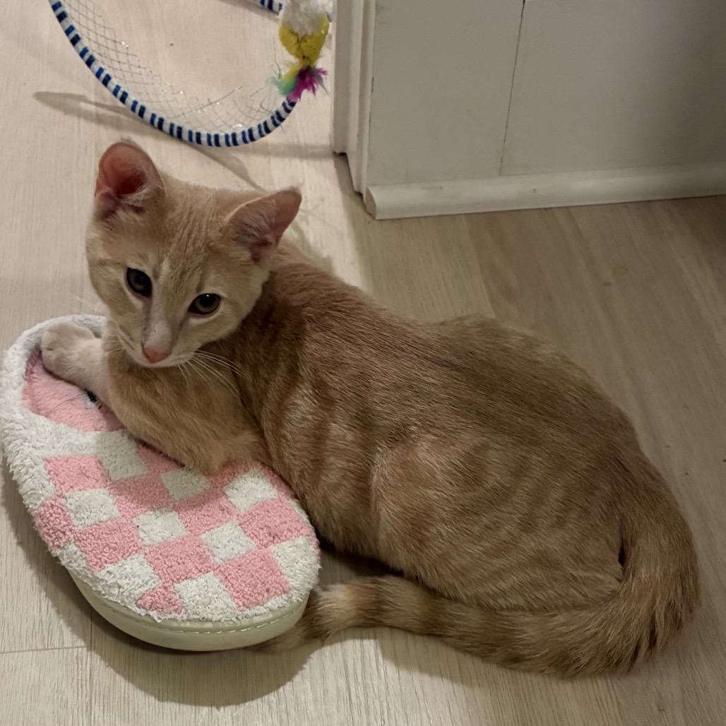 FORD - Domestic Shorthair for adoption in Roswell