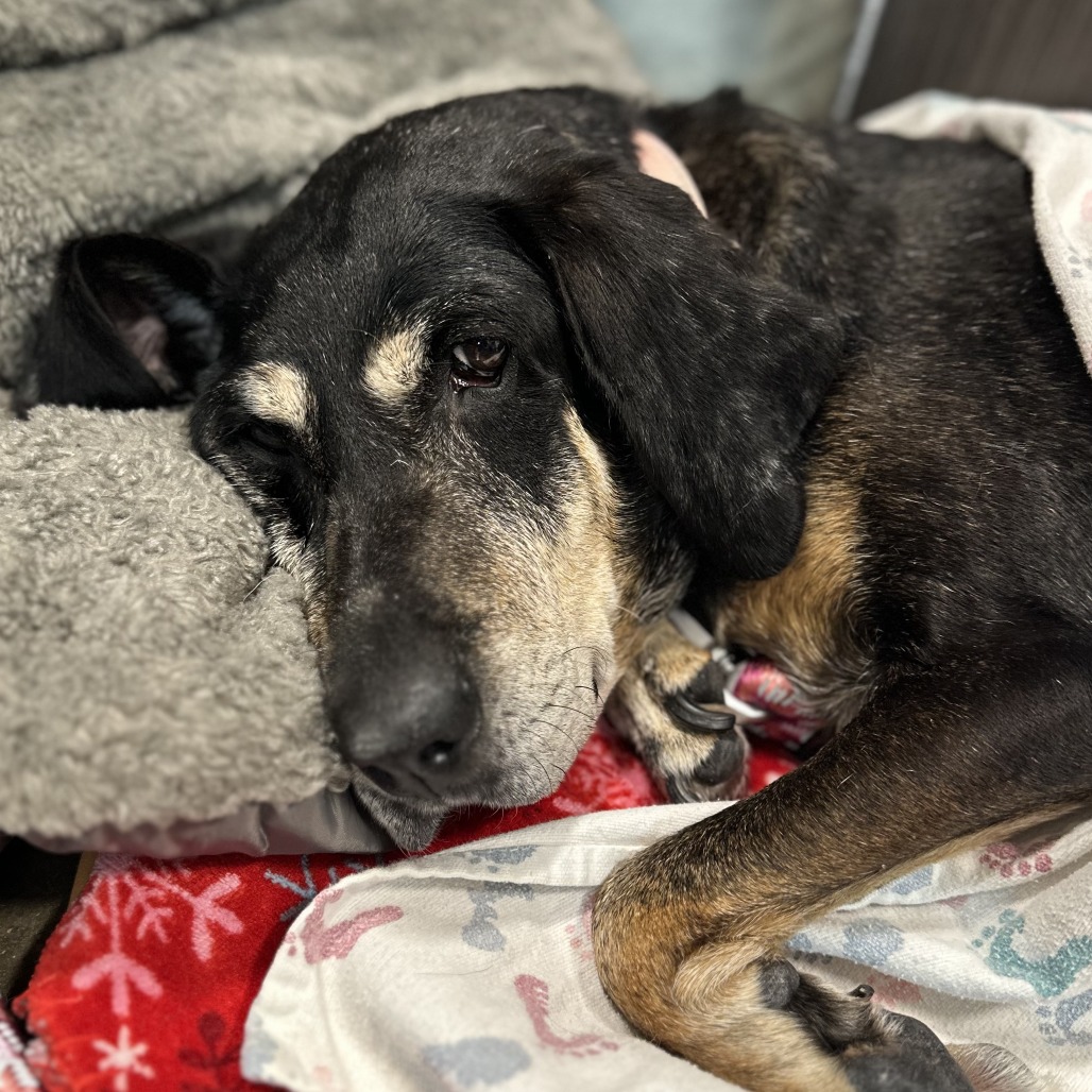 DOTTIE - Mixed Breed (Medium) available for adoption