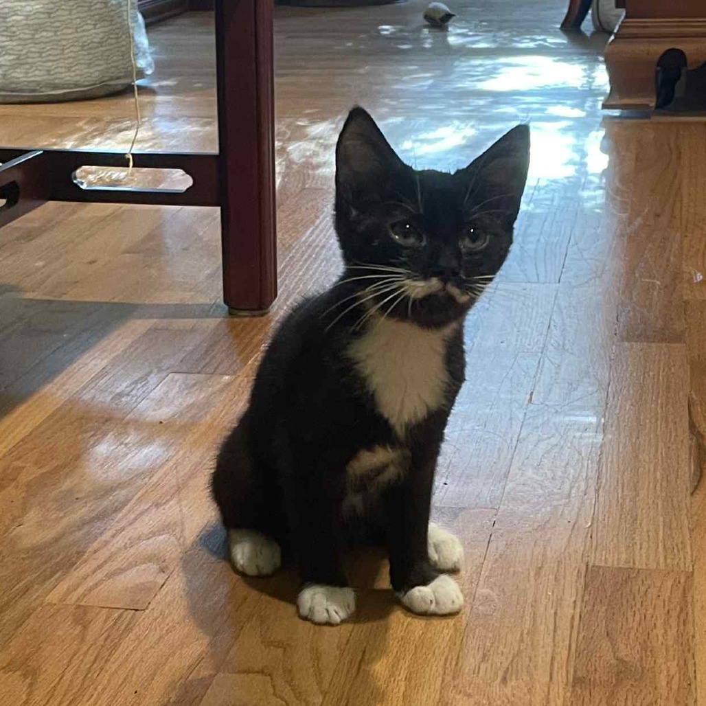 Peso — thumbnail 5