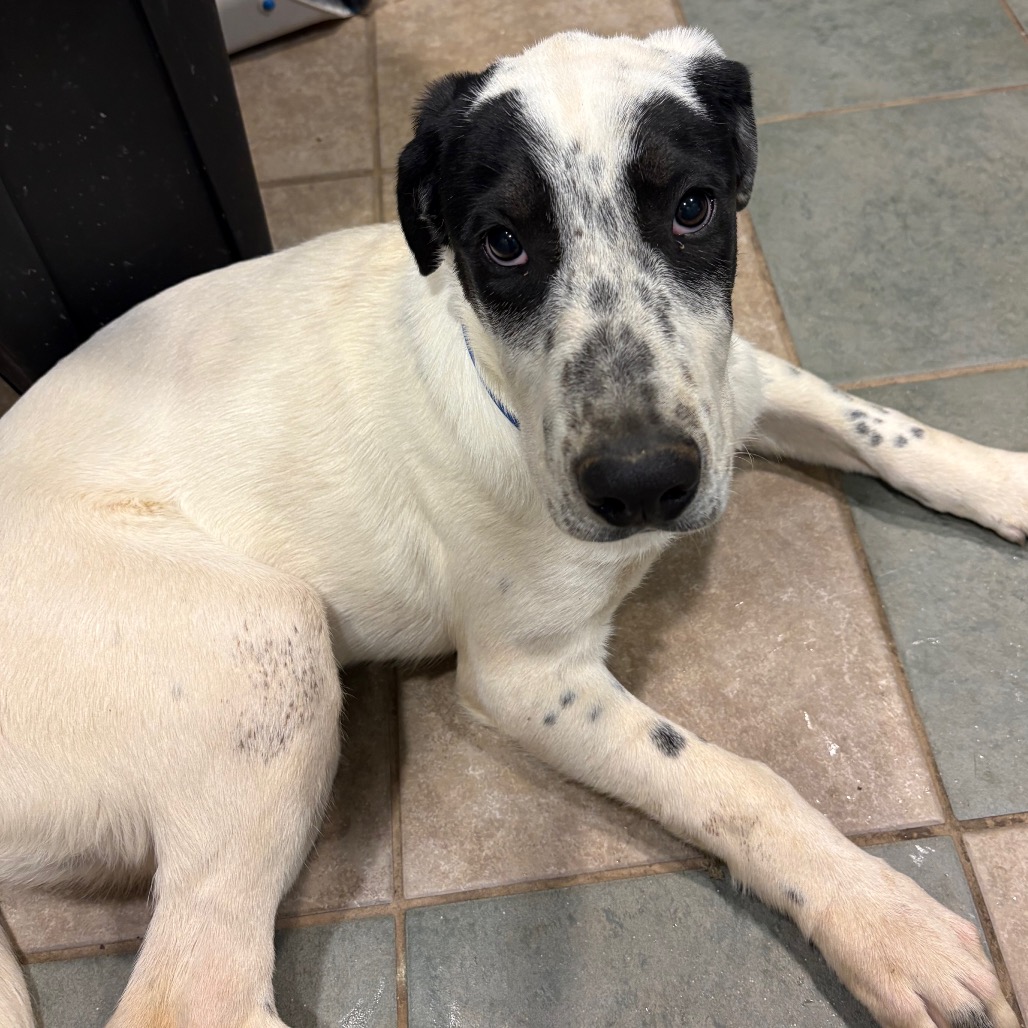 Pancake — thumbnail 7