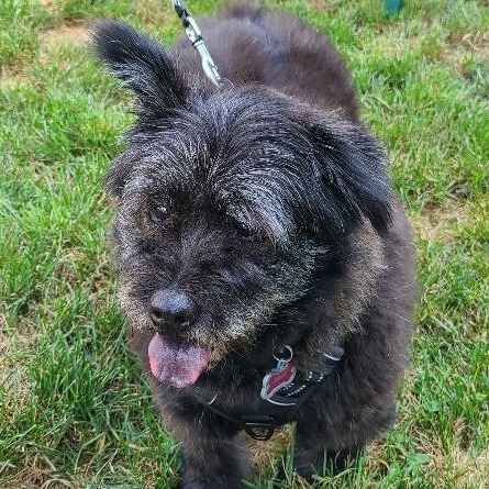 Rags (fka Bala), photo 5
