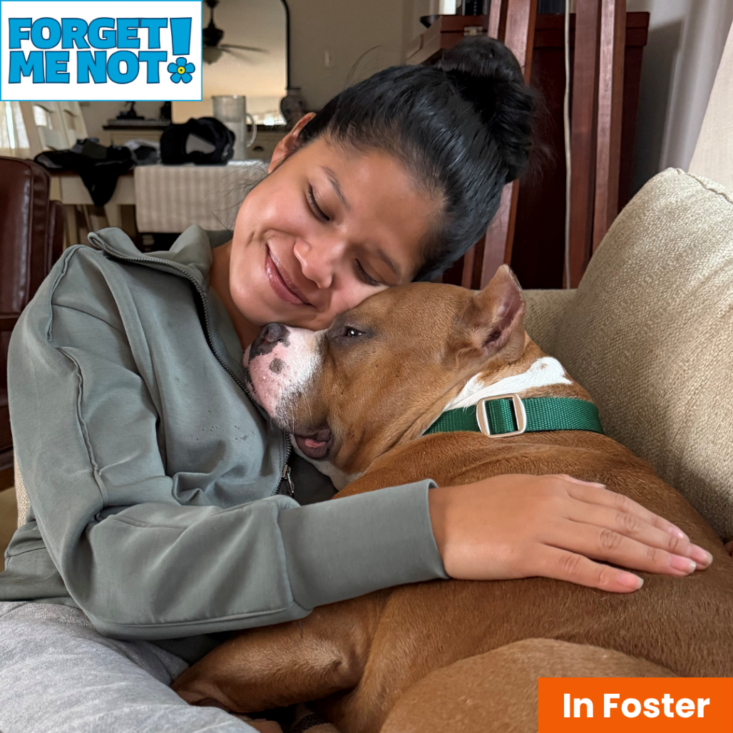 JUKI - Terrier / American Staffordshire available for adoption