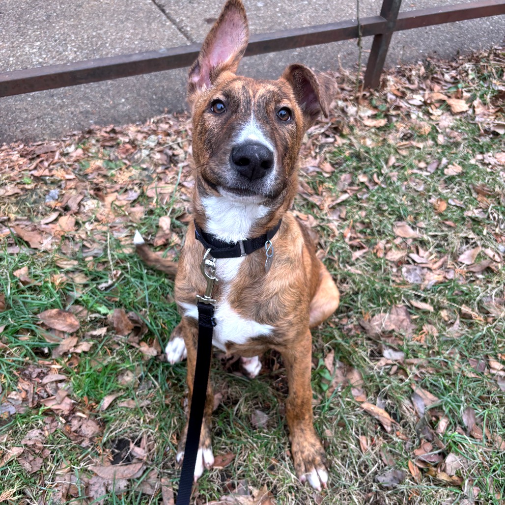 Baloo — thumbnail 3