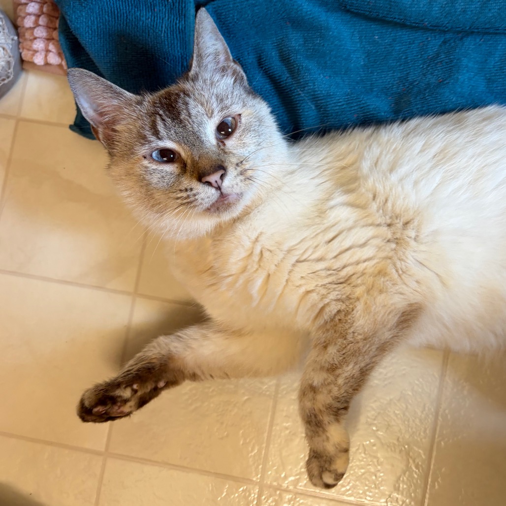 PRINCESS DONUT - Siamese / Domestic Shorthair for adoption in Madison
