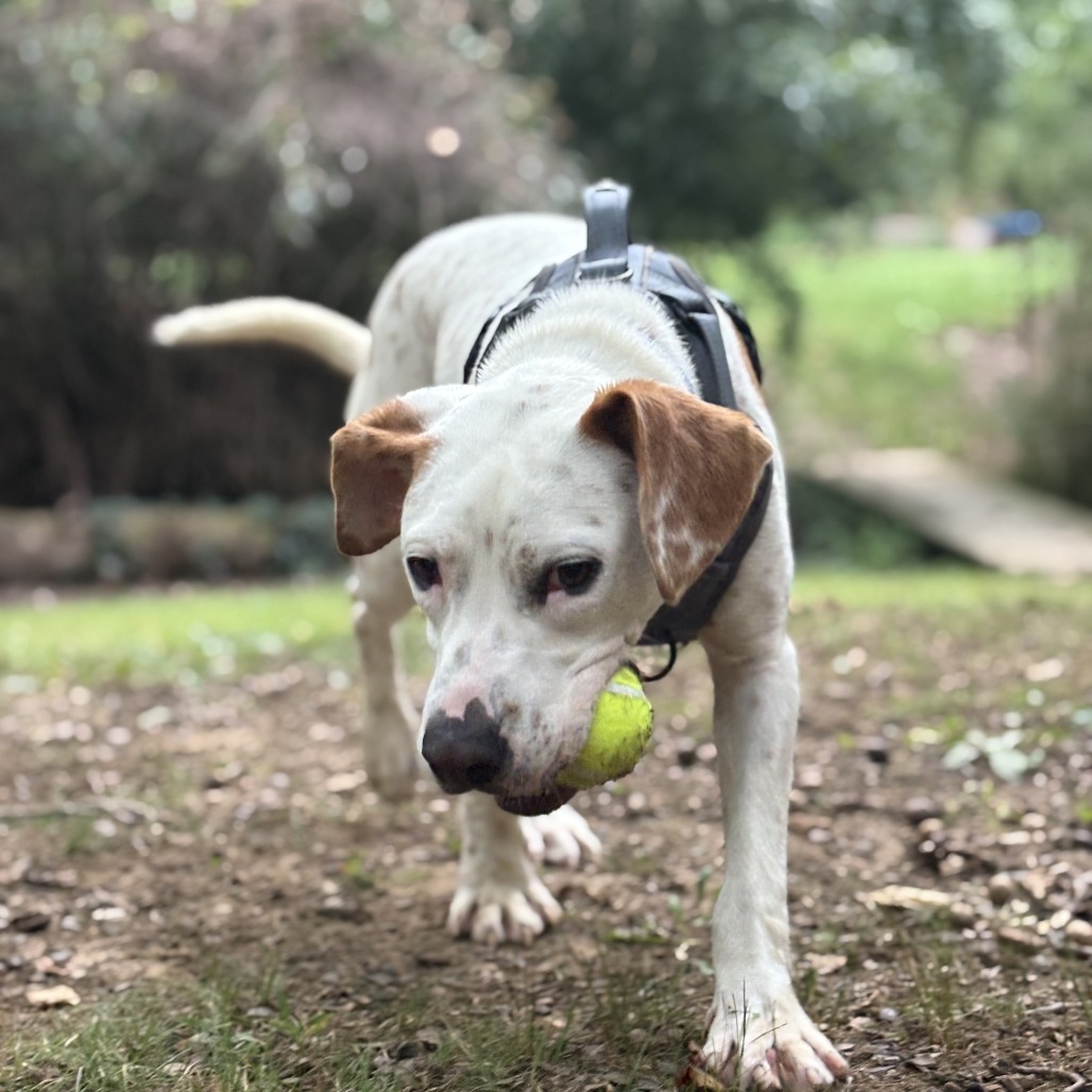 Otis, photo 13